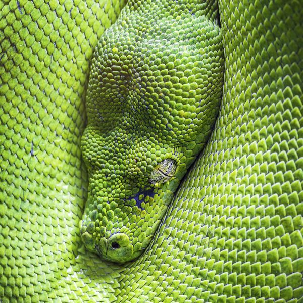 green tree python eye